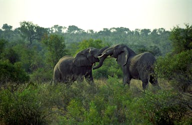 Safari superior de 3 días en Selous Game Reserve